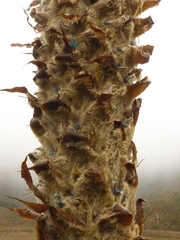 Puya clava-herculis
