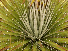 Puya clava-herculis