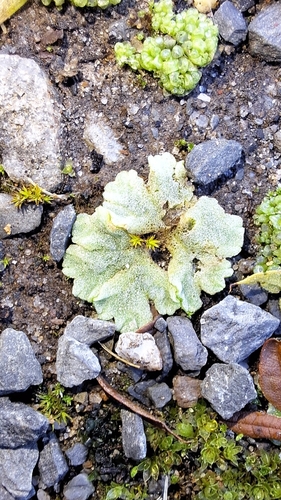 Image of Riccia crystallina by no rights reserved