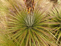 Puya clava-herculis