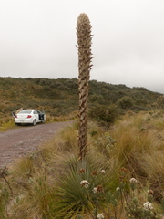 Puya clava-herculis
