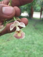 Rodriguezia lehmannii