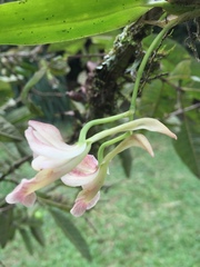 Rodriguezia lehmannii