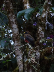 Trogon personatus
