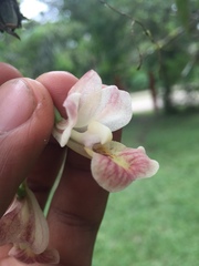 Rodriguezia lehmannii