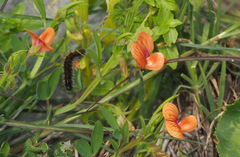 Lathyrus blepharicarpos