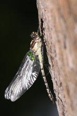 Dromogomphus spinosus image