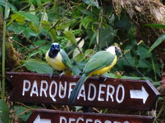 Cyanocorax yncas yncas