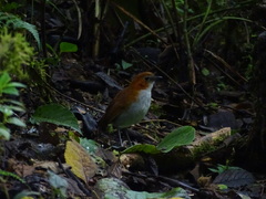Grallaria hypoleuca