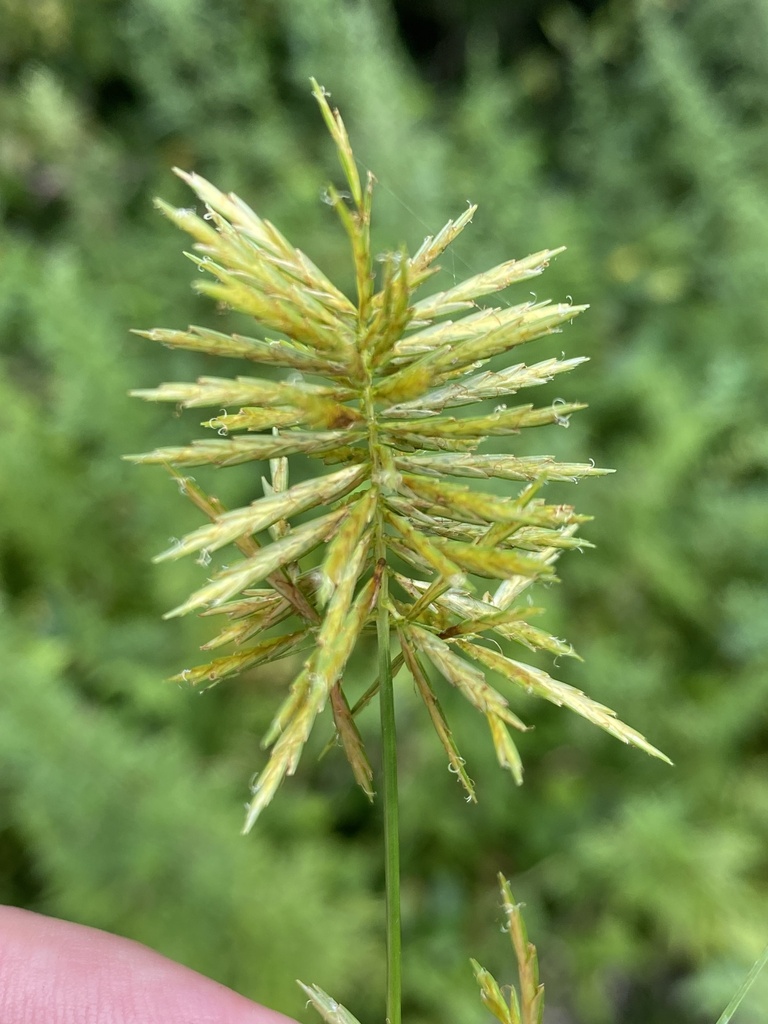 Straw Colored Flatsedge From Harriman State Park Sloatsburg NY US On