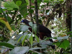 Chamaepetes goudotii