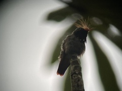 Lophornis delattrei image