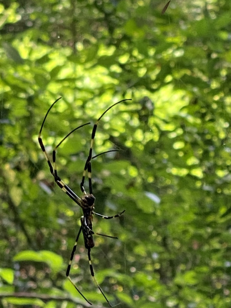 Joro Spider in August 2023 by Sue Anne Brenner · iNaturalist