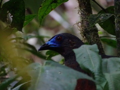 Chamaepetes goudotii