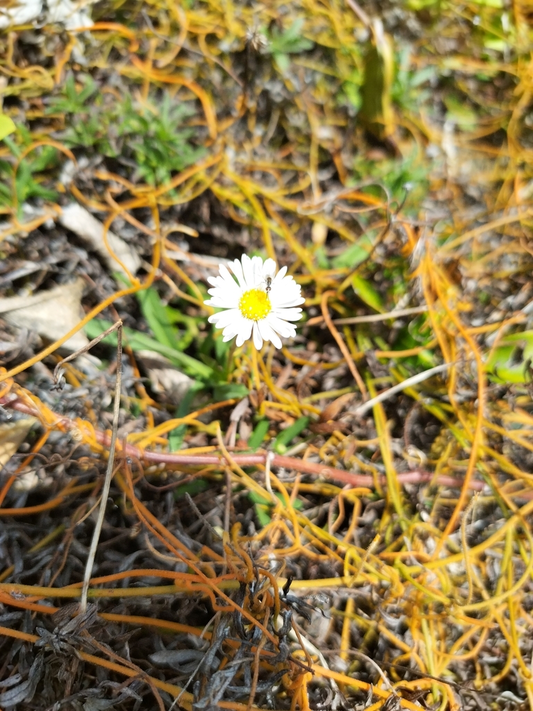 sunflowers, daisies, asters, and allies from Mackay Pt B, AUQL, AU