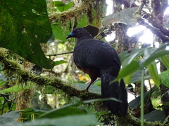 Chamaepetes goudotii