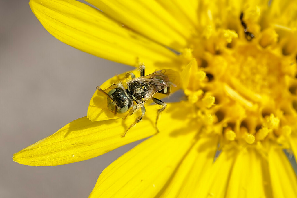Swenk's Fairy Bee