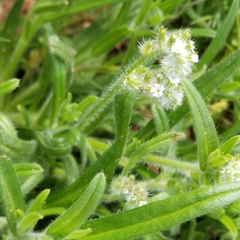 Cryptantha barbigera
