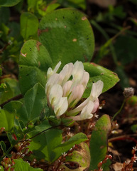 Trifolium clypeatum