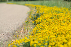 Helenium autumnale