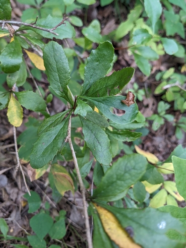 Berberis canadensis, photograph 6