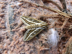 Hyles livornicoides