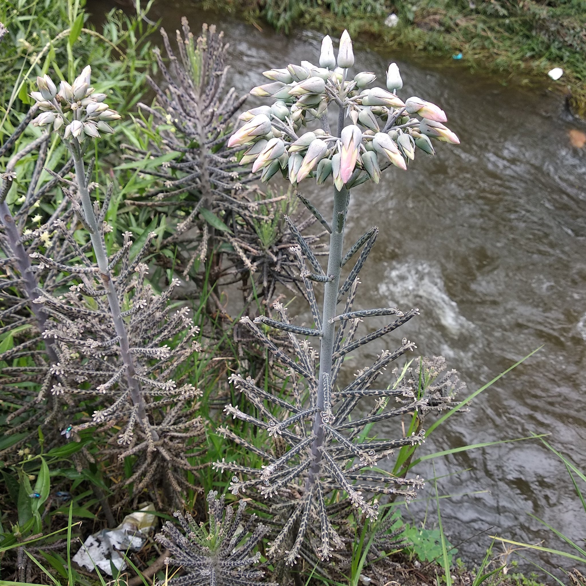 Kalanchoe delagoensis image