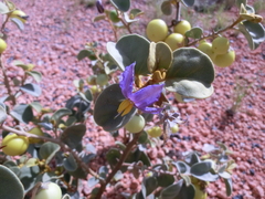 Solanum orbiculatum