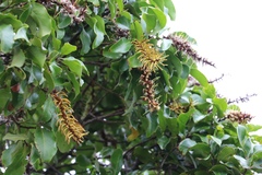 Faurea macnaughtonii