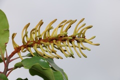 Faurea macnaughtonii