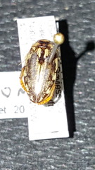 Coptotomus