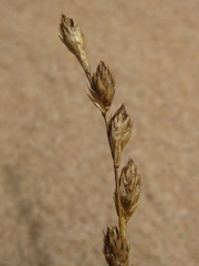 Carex silicea