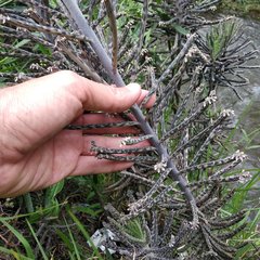 Kalanchoe delagoensis