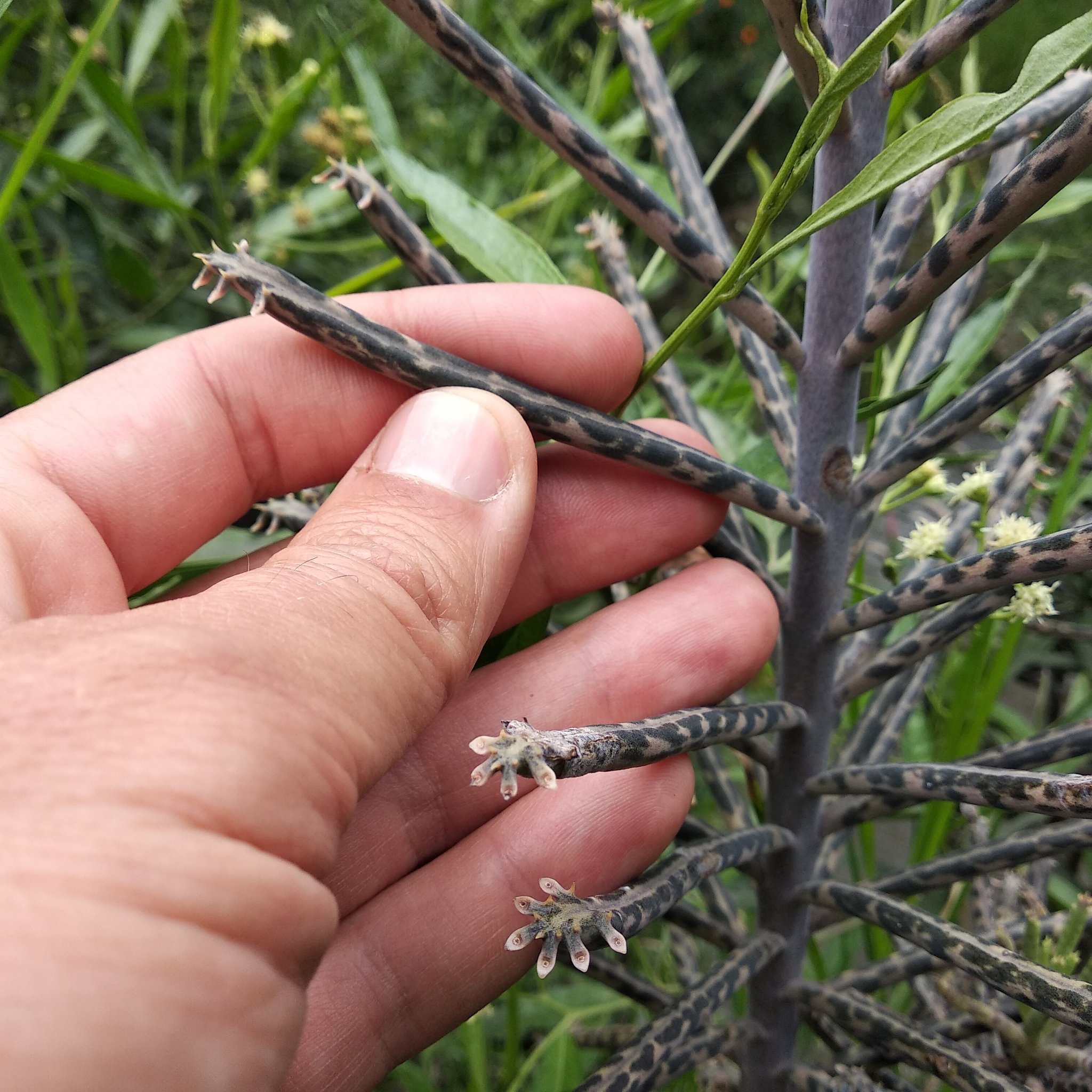 Kalanchoe delagoensis image