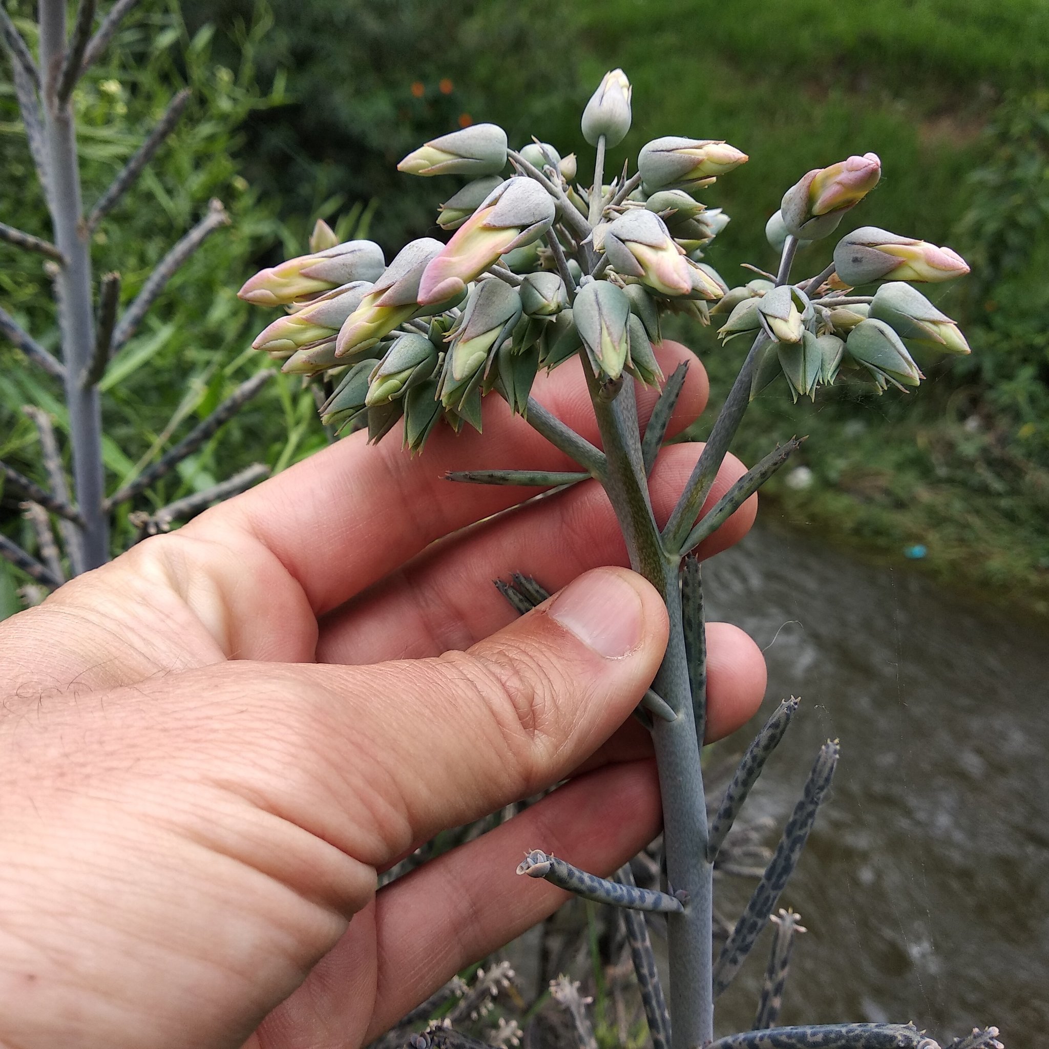 Kalanchoe delagoensis image