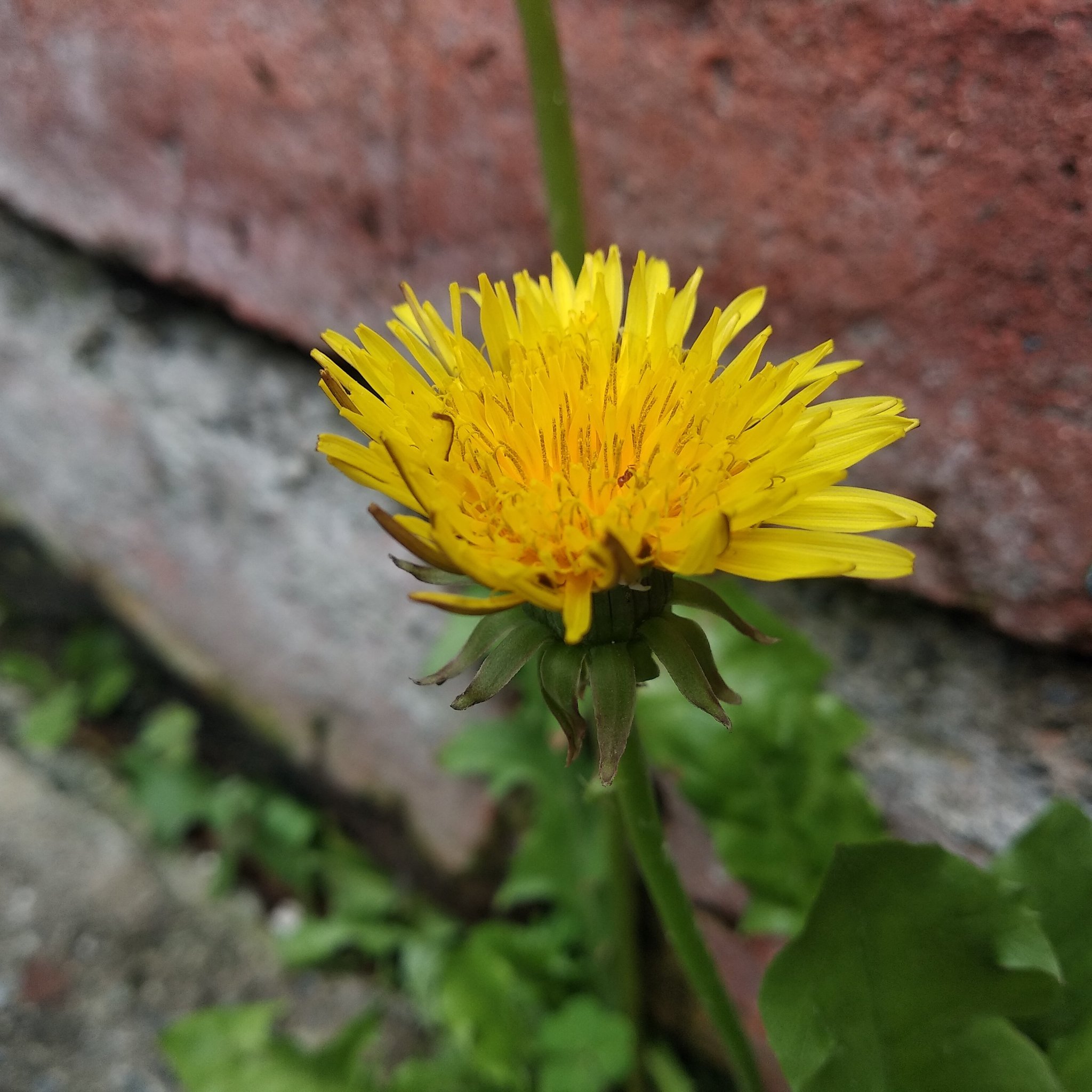 Taraxacum image