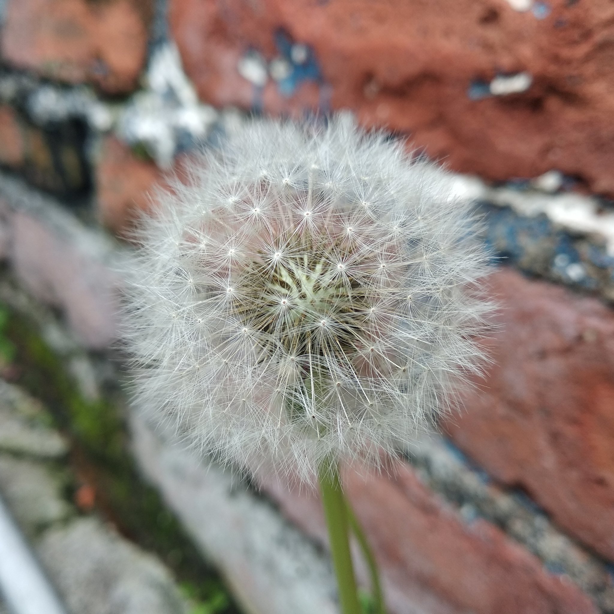 Taraxacum officinale image
