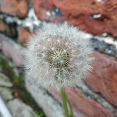 Taraxacum officinale