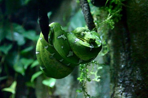 Corallus caninus