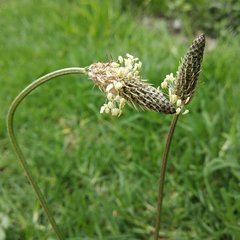 Plantago lanceolata image