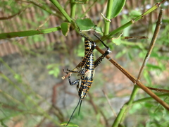 Monistria pustulifera