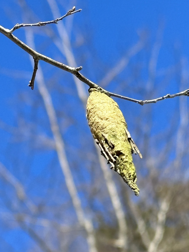 Thanatopsyche chilensis