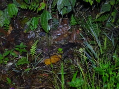 Uropsalis segmentata