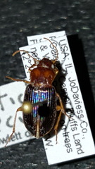 Trichotichnus vulpeculus