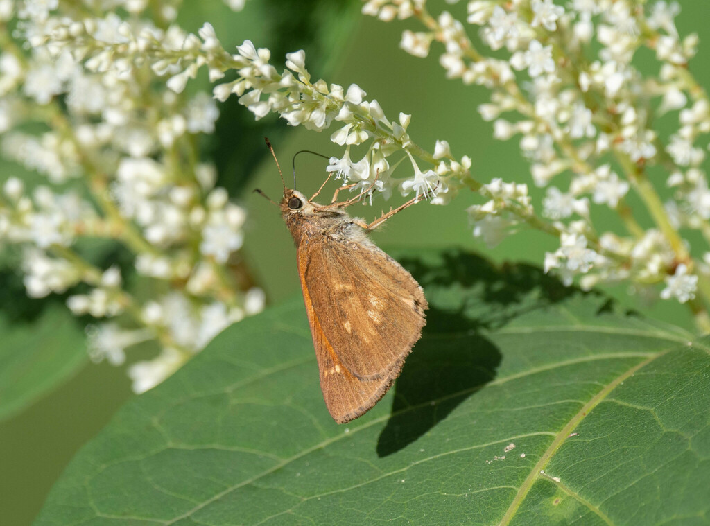 broad-winged-skipper-from-1-croton-point-ave-croton-on-hudson-ny