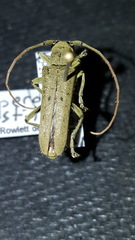 Trichotichnus vulpeculus