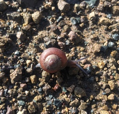 Xerarionta intercisa