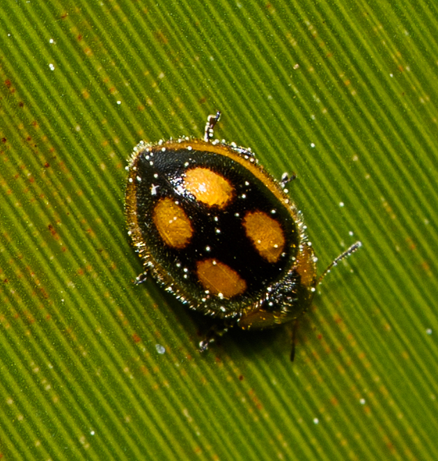 Flax Ladybird