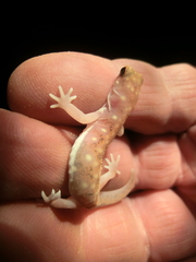 Rhynchoedura ornata