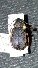 Chlaenius nemoralis